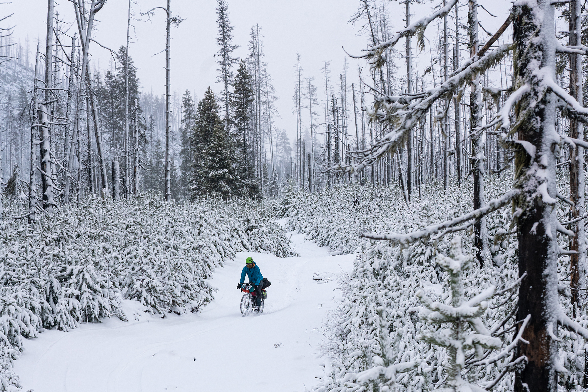 winter fat biking – let it snow winter fat biking - let it snow